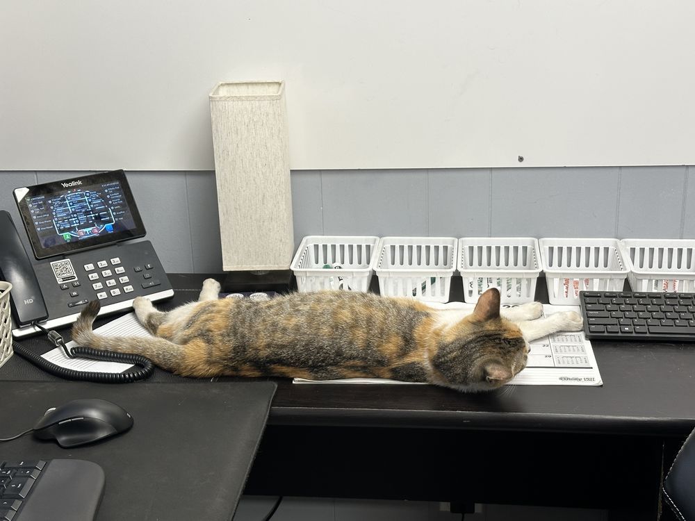 Misfire, the calico shop cat at Neff's
