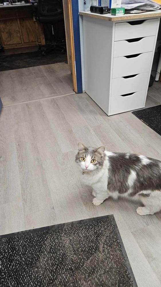 Piston, the gray and white shop cat at Neff's